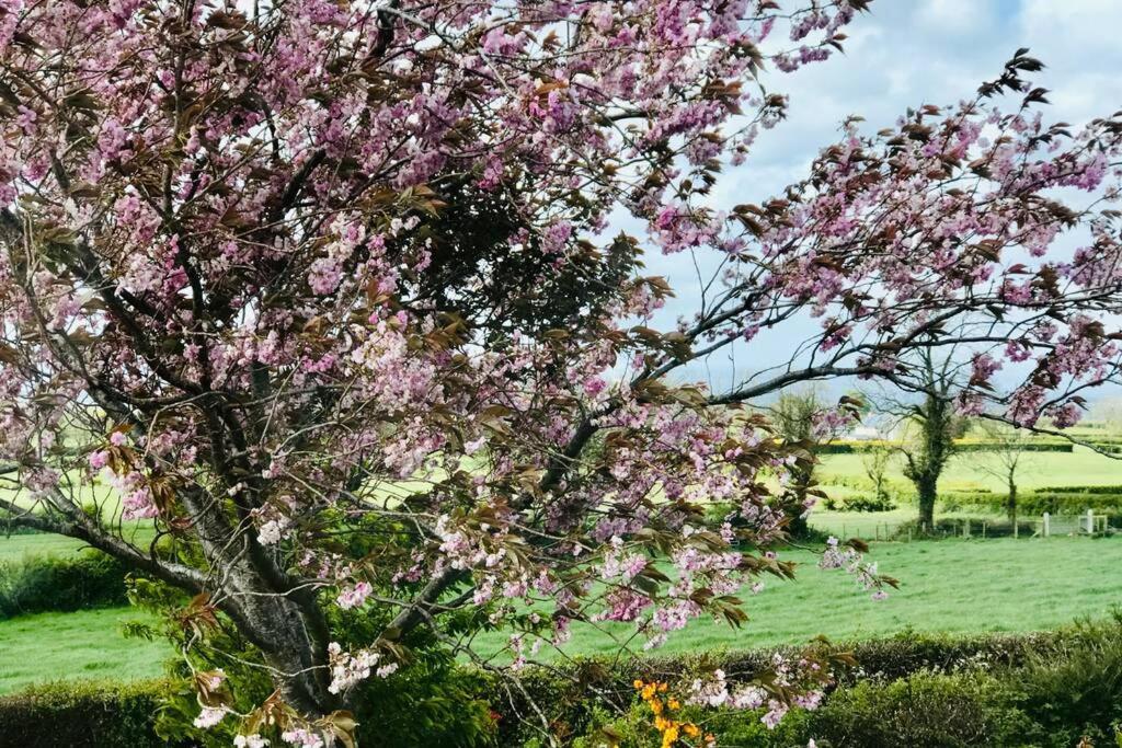 Eden Cottage Lisburn Εξωτερικό φωτογραφία